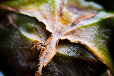 Close-up of dry leaves on plant