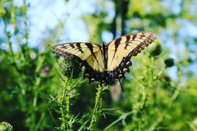 Close-up of butterfly on plant