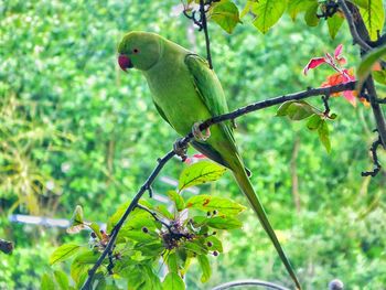 Close-up of parrot perching on tree