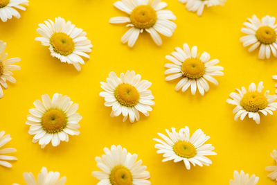 Close-up of yellow daisy flowers