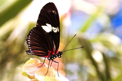 Close-up of butterfly on flower