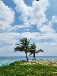 Palm tree on beach against sky