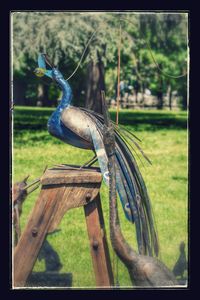 Close-up of peacock perching on grass