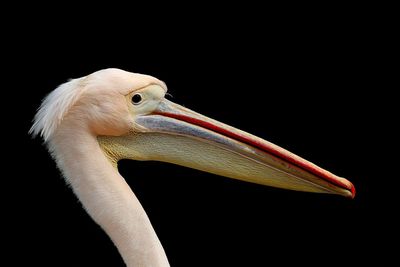 Close-up of pelican against black background
