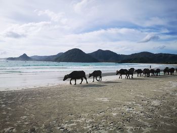 Horses in the sea against sky