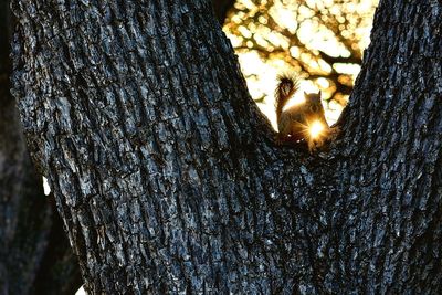 Close-up of bird on tree trunk