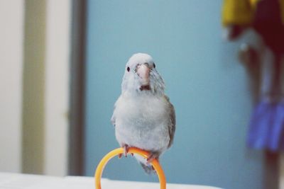 Portrait of bird perching outdoors