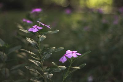 Close-up of pink flowering plant