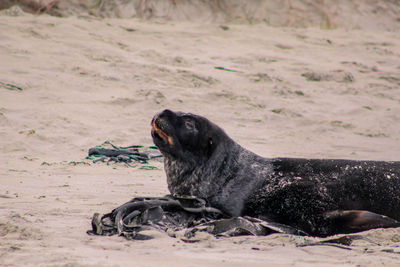 Black dog lying on sand
