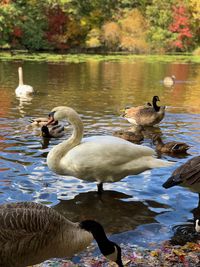 Ducks floating on lake