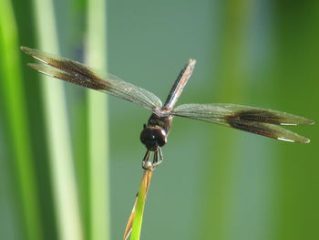 Close-up of insect on leaf