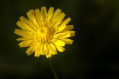 Close-up of yellow flowering plant