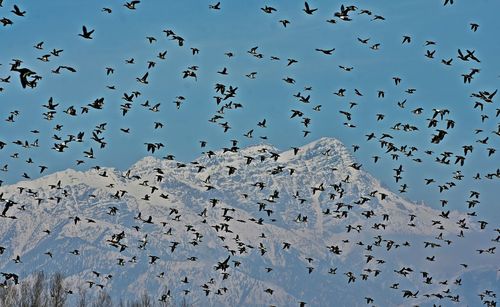 Low angle view of birds flying in the sky