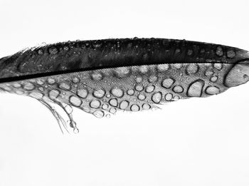 Close-up of feather against white background