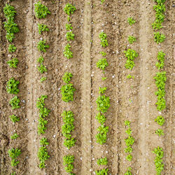 Full frame shot of tree trunks on field