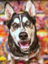 Portrait of dog sticking out tongue outdoors