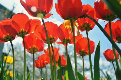 Close-up of red tulips