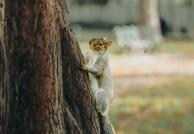 Close-up of squirrel on tree trunk