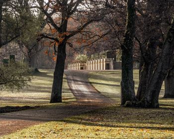 Trees in park during autumn