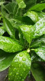 Close-up of wet plant