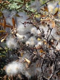 Close-up of snow on tree