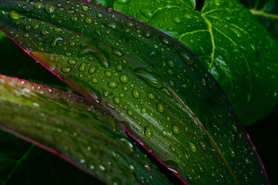 Close-up of raindrops on leaves