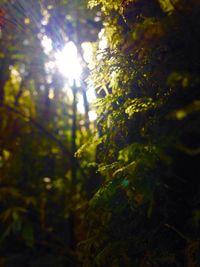 Sun shining through trees in forest