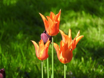 Close-up of red flowers