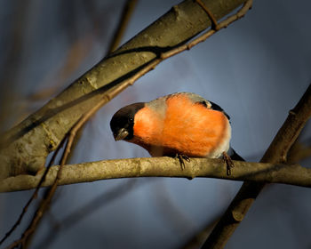 Low angle view of bird perching on branch