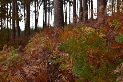 Pine trees in forest