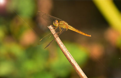 Close-up of dragonfly on plant