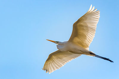 Low angle view of bird flying in sky