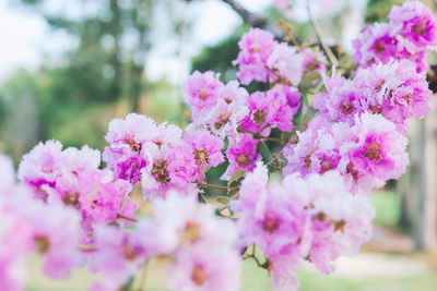 Close-up of pink cherry blossoms in spring