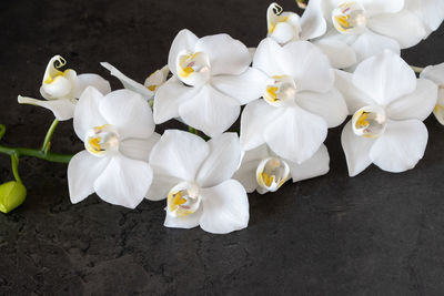 High angle view of white flowering plants