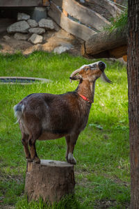 Side view of a horse on field