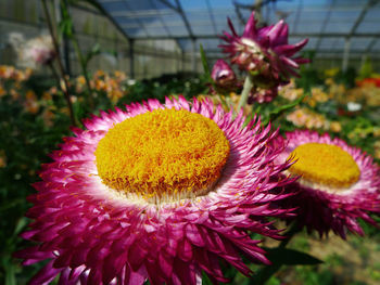 Close-up of purple flowering plant