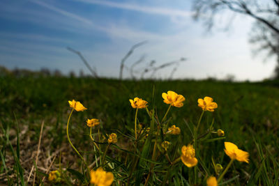 Close-up of yellow flowering plants on field