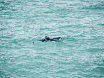 View of duck swimming in sea