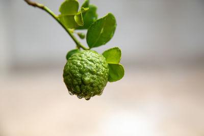 Close-up of berries on plant