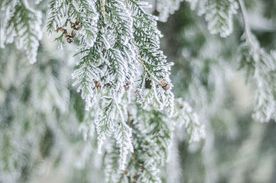Close-up of frozen pine tree during winter