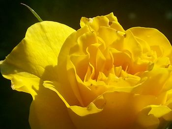 Close-up of yellow flowers