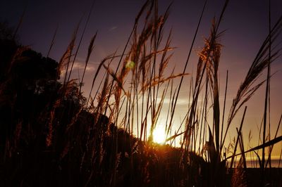 Close-up of silhouette grass against sky during sunset