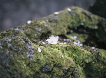 Close-up of white flower on rock