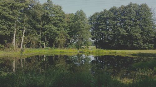 Scenic view of pond