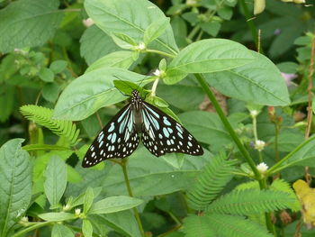 Butterfly on leaf