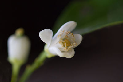 Close-up of white flowering plant