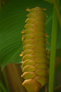 Close up of green leaf