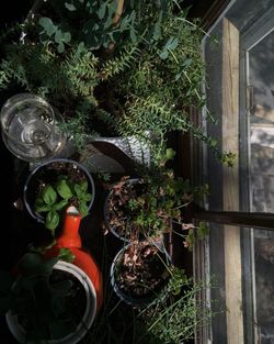 Potted plants on the wall