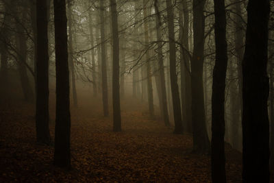 Trees in forest