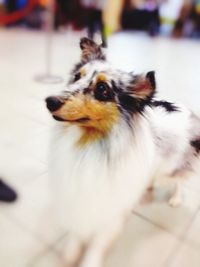 Close-up of a dog looking away